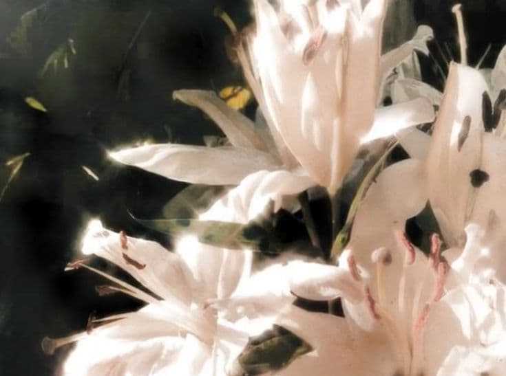 Banner 1