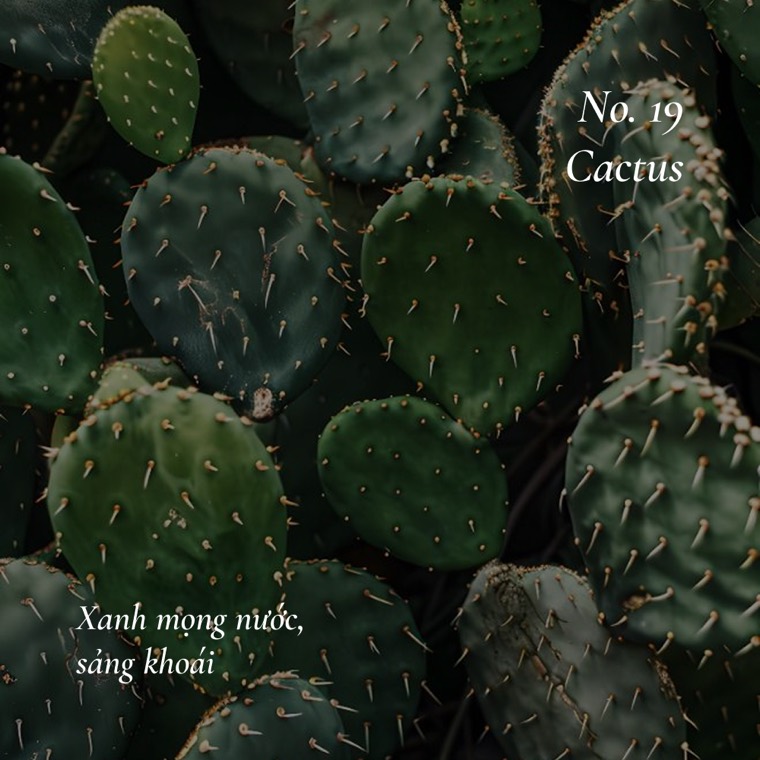 Cactus
