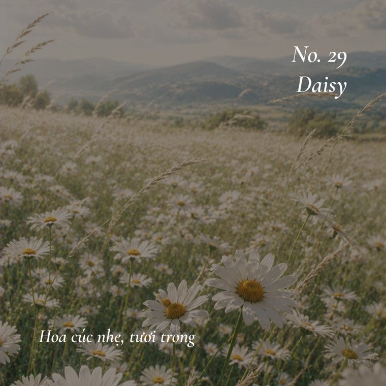 Daisy